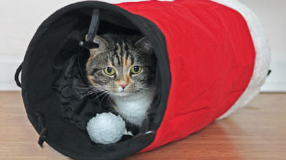 tabby hiding in christmas tunnel