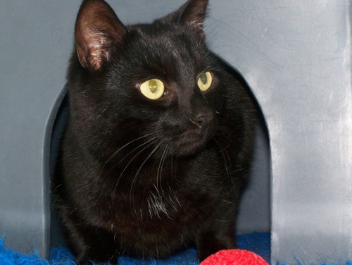 Black cat peeping out of a Feline Fort