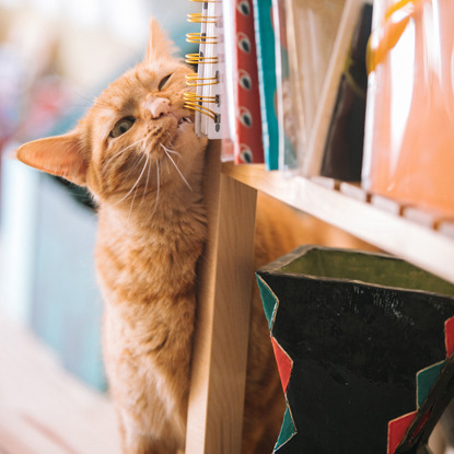 ginger cat rubbing its face on a bookcase