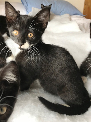 black and white kitten with moustache mark