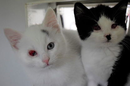 two black-and-white kittens with red, sore eyes