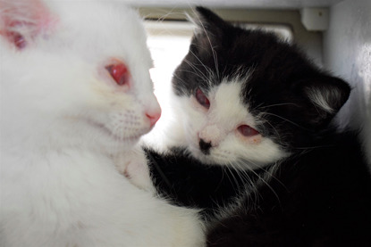 two black-and-white kittens with sore red eyes