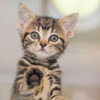 tabby kitten holding up right paw