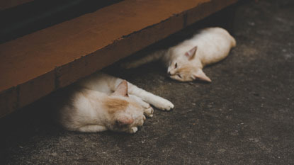 two white cats lying on concrete