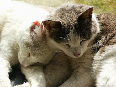 two grey and white cats sleeping together