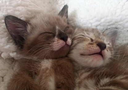 two grey-and-white kittens sleeping