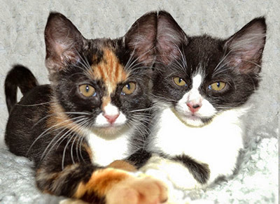 one black and white kitten with a black and ginger kitten