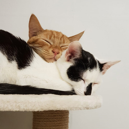 ginger and black-and-white kitten cuddled together on top of scratch post