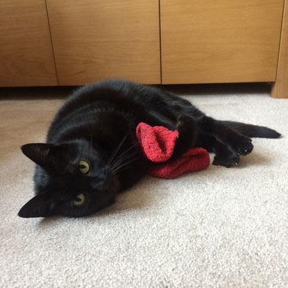 black cat hugging Santa hat