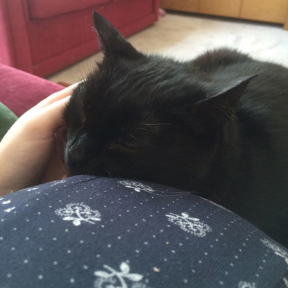 black cat resting on baby bump