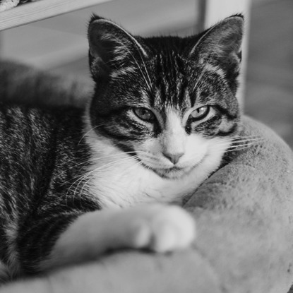 black and white photo of tabby and white cat
