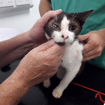 black and white cat having check up at vets