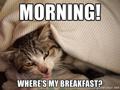 Cat memes: Top 10 things cat owners can identify with