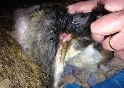 cat neck with sore open wound