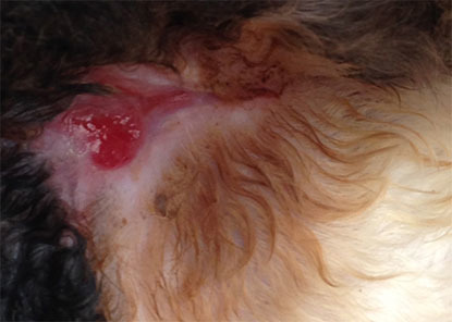 open sore wound on a cat