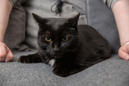 black cat sitting on grey cushion