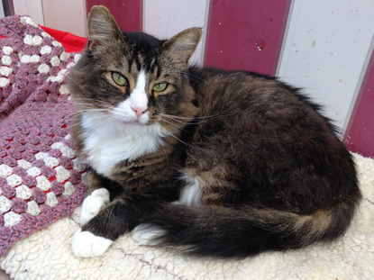 tabby and white cat on blankets