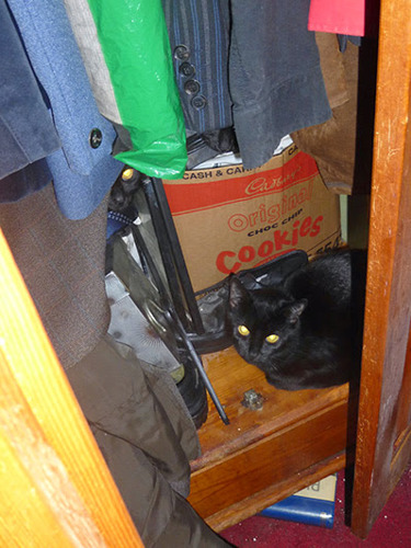 black cat hiding in a wardrobe