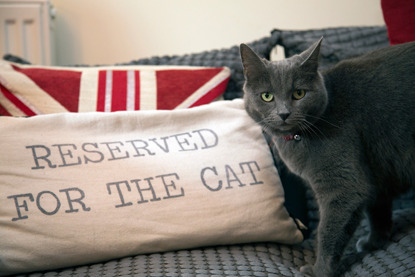 grey cat on sofa next to 'reserved for the cat' cushion