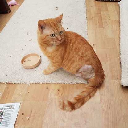 ginger cat by food bowl