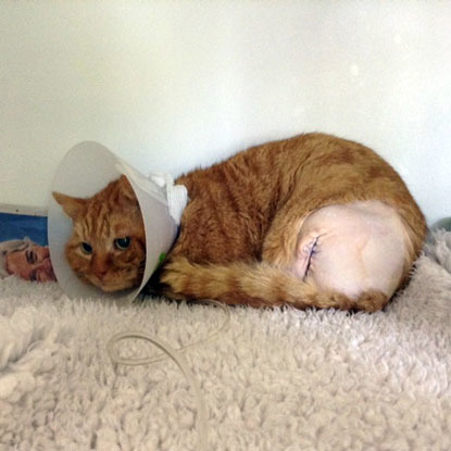 ginger cat wearing plastic cone with shaved fur and stitches