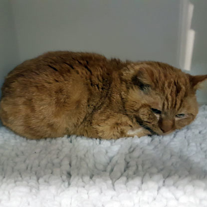 ginger cat lying on white fleece blanket