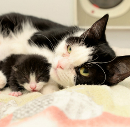black and white cat with tiny black and white kitten