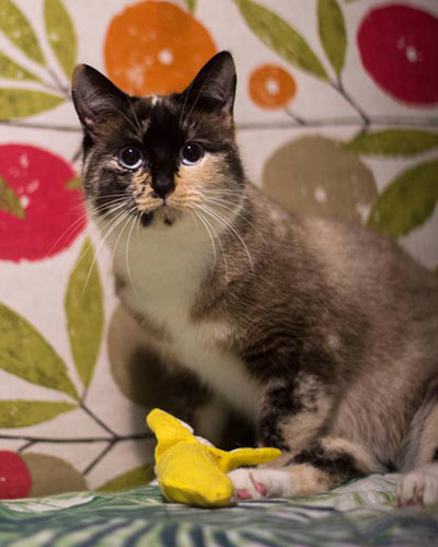 brown cat sitting with banana catnip toy