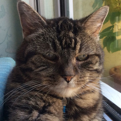 Tabby cat with collar sitting by window