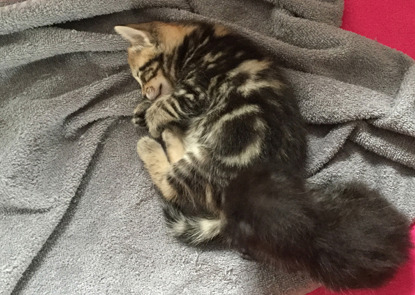 tabby kitten and black kitten on blanket