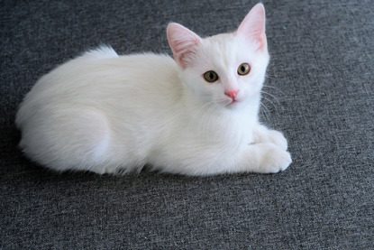 white kitten sitting on grey fabric