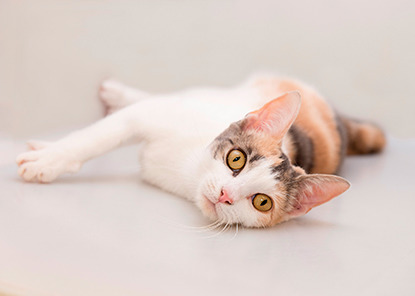 white tabby cat lying on side