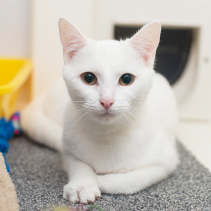 white cat lying down in cat pen
