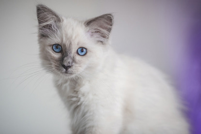 white kitten with blue eyes