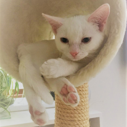 white kitten sitting in white climbing tower