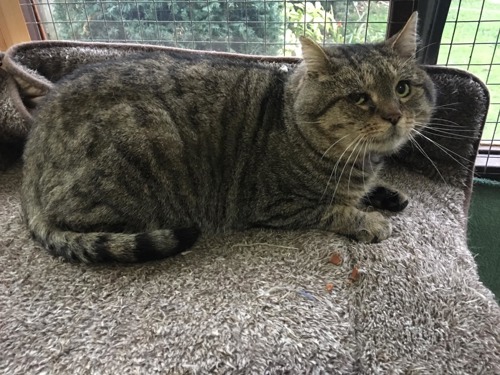 tabby cat in cat pen