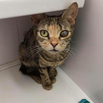 tabby cat with injured eye