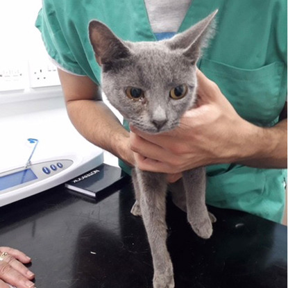 grey cat with bad eye at vets