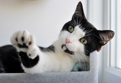black and white polydactyl cat