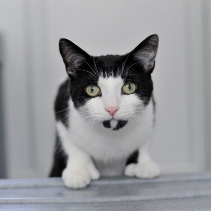 black and white cay with extra toes looking into camera lens