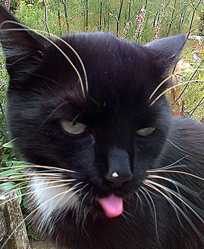 black cat blep poking out tongue