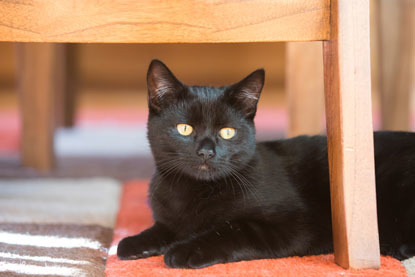 black cat sitting under wooden chair