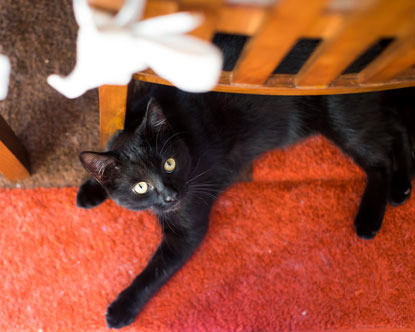 black cat lying under chair