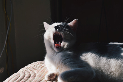 White cat yawning