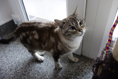 Bengal tabby cat