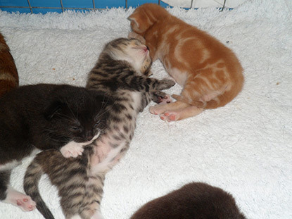 black, tabby and ginger littermates on towel