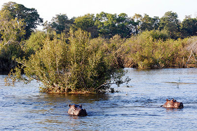 hippos in the Zambezi River