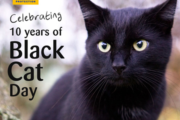 The history of National Black Cat Day
