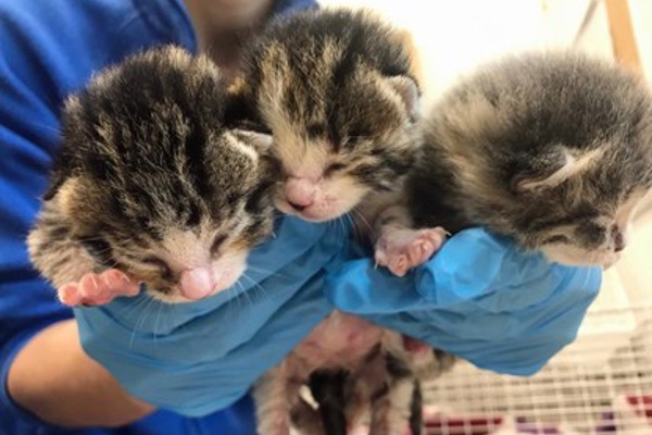 Abandoned kittens saved from death and named after NHS founding figures
