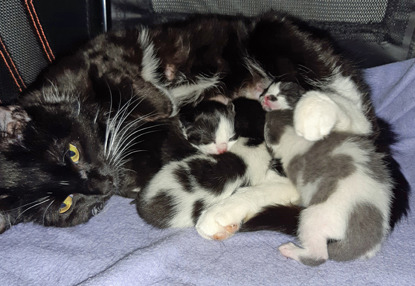 black cat with litter of black-and-white kittens